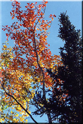 Autumn leaves in Alaska.