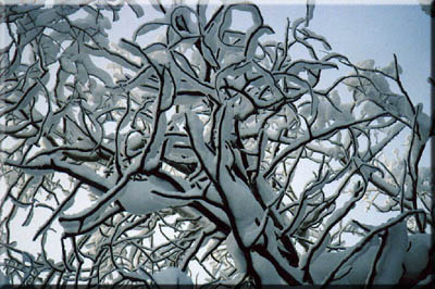 Frost and snow on the trees.