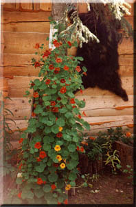 Climbing nasturtiums and a bear hide on the outside of the B and B.