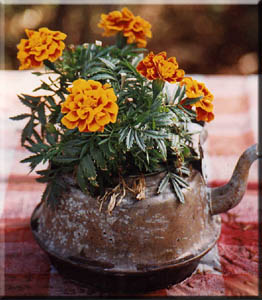 Flowers spilling from a kettle at WinterCabin.