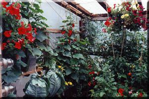 Flowers and vegetables growing quickly in the greenhouse under the midnight sun.