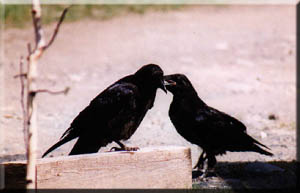 Igor the raven and his brother visiting WinterCabin.
