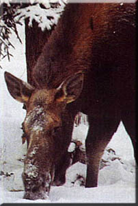 Marigold the moose, dining in the yard.
