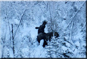 A winter moose in the bed and breakfast yard.