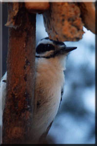 A woodpecker dining on suet.