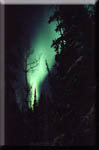 Northern lights in sub-zero Alaska, trees silhouetted in green fire.
