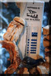 A frosty-faced chickadee eating suet in below-zero temperatures.