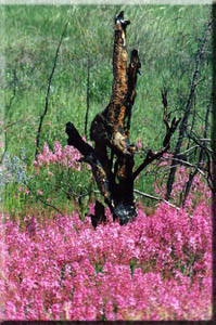 Fireweed growing after the forest fire.
