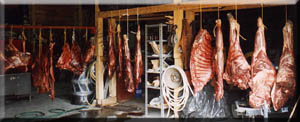 A black bear and two moose hanging in the garage.