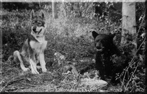 Tok the husky pup and Little Dynamite the bear cub, best friends.