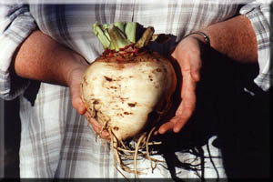 A gigantic turnip grown at WinterCabin.