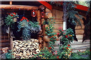 Tok, Alaska flowers grow to great heights beside the cabin.