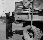 A bear cub on an army truck on the Alaska Highway.