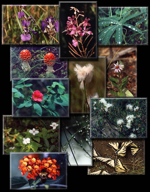 Collage of Alaskan wildflowers, butterflies and dewy grass.