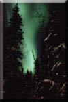 Northern lights above the spruce: where the stars sleep beneath the northern lights